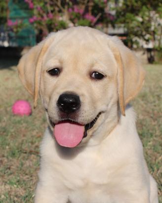 Cuccioli Labrador gialli