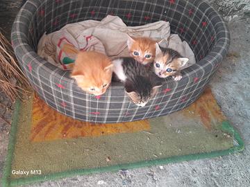 Ultima gattina tricolore