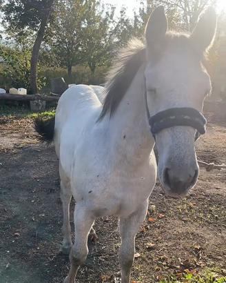 Cavallo appaloso