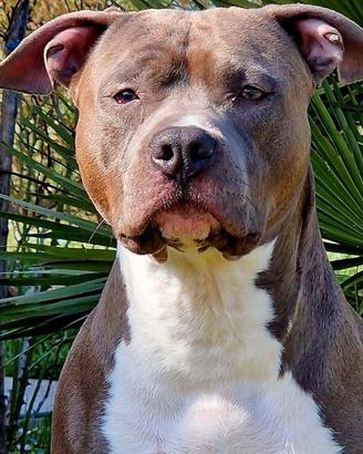 Cucciola di american staffordshire terrier