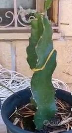 talea pitaya