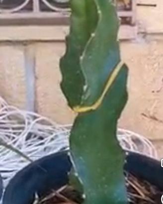 talea pitaya