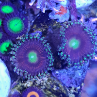 Zoanthus Victoria Secret