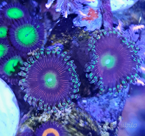 Zoanthus Victoria Secret