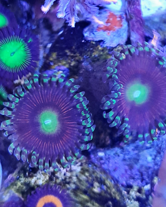 Zoanthus Victoria Secret
