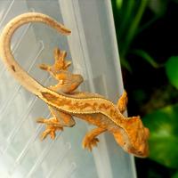 Baby geco Ciliatus femmina, teca, insetti