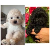 Barboncini miny miny toy