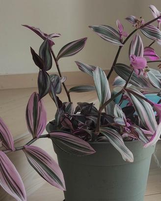 pianta di tradescanthia in vaso cm 25
