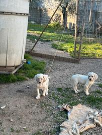 Cuccioli setter inglese