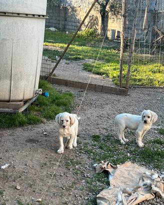 Cuccioli setter inglese