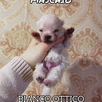 STUPENDI CUCCIOLI Volpino Pomerania PEDIGREE ENCI