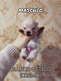 STUPENDI CUCCIOLI Volpino Pomerania PEDIGREE ENCI