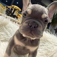 Bulldog francesi esotici