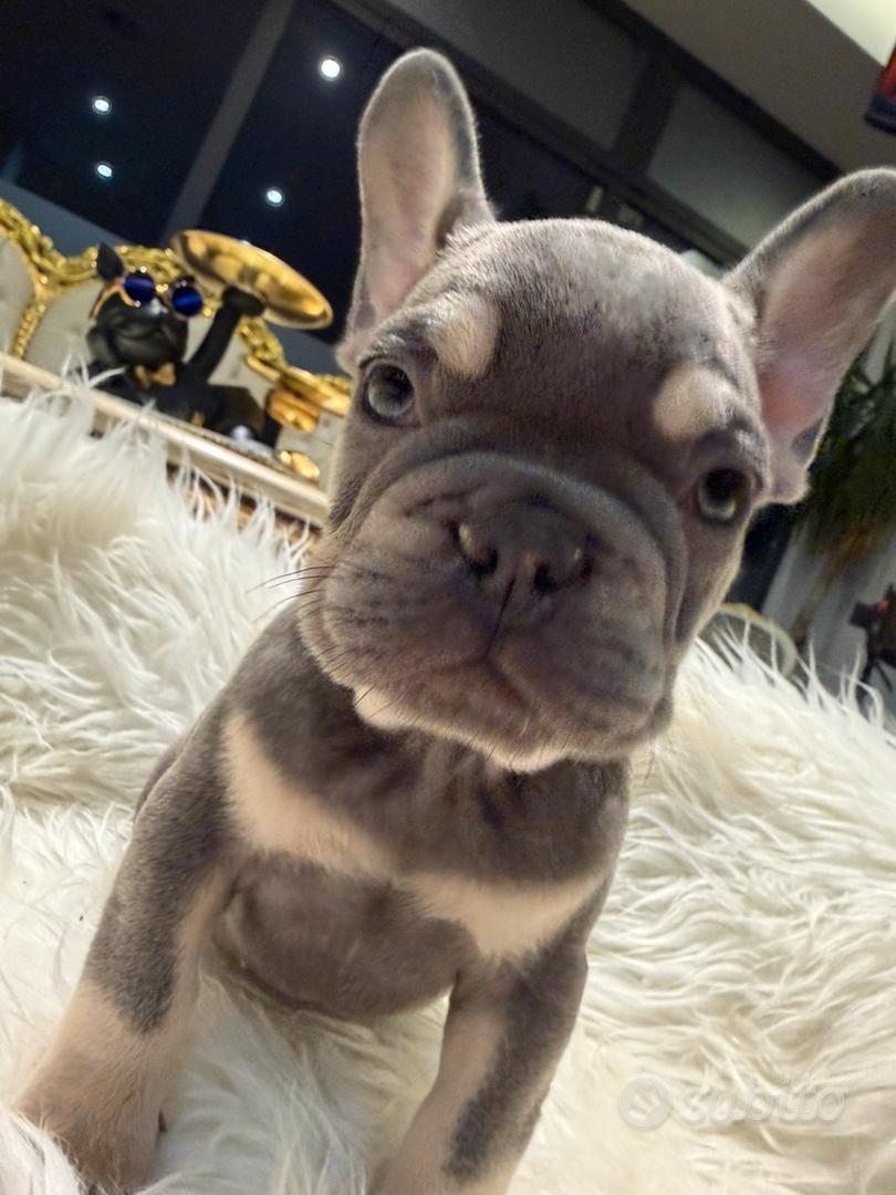 Bulldog francesi esotici