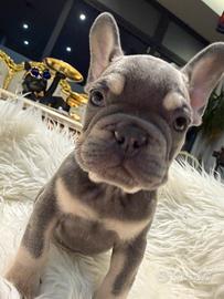 Bulldog francesi esotici