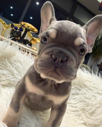 Bulldog francesi esotici