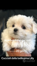 Cuccioli di Maltese toy