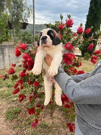 San Bernardo cuccioli disponibili