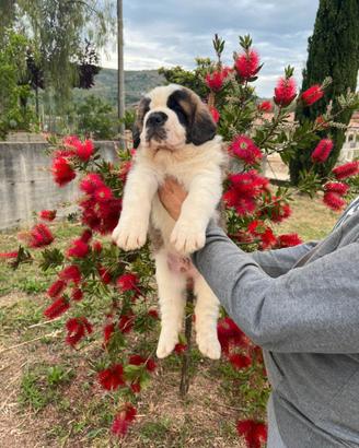 San Bernardo cuccioli disponibili