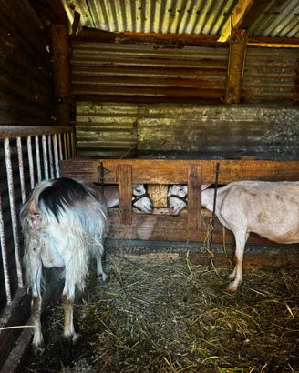 Capre + becco