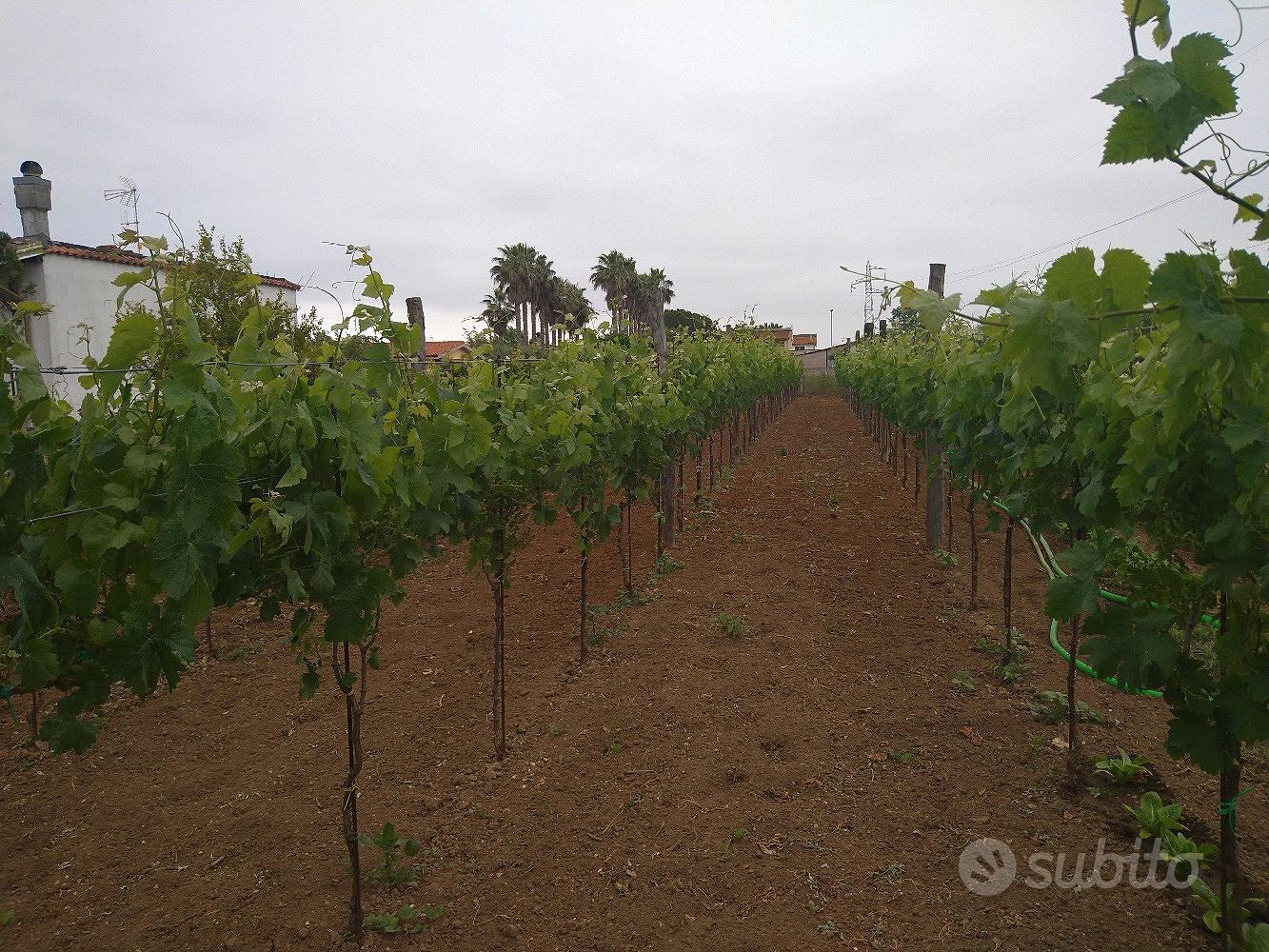 Terreno agricolo zona selciatella - Vista 2