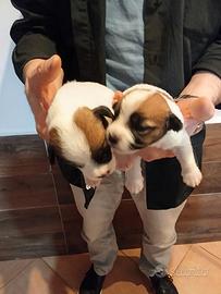 Jack russel broken