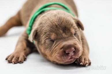 American pitbull terrier