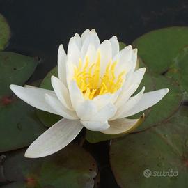Ninfee bianche per laghetto