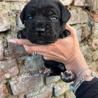 CUCCIOLI CANE CORSO-pedigree Enci