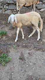 Pecora bergamasca