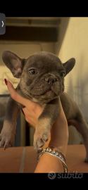 bouldogue francese