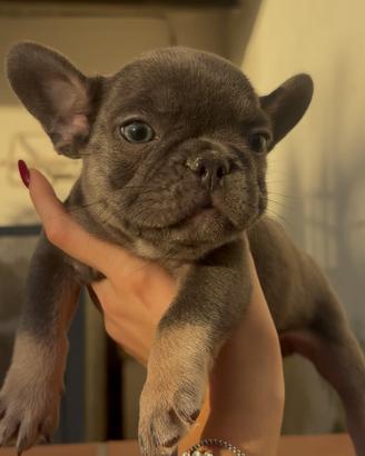 bouldogue francese