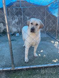 Labrador