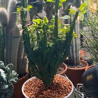 Cactus pianta grassa