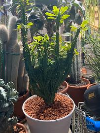 Cactus pianta grassa