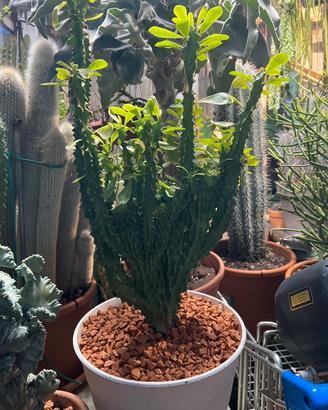 Cactus pianta grassa