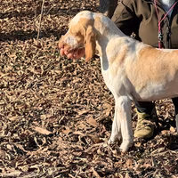 Bracco Italiano