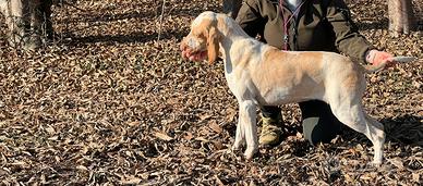 Bracco Italiano