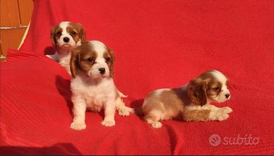 Cavalier king