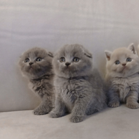 Femmine scottish fold e Scottish straight