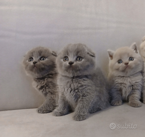 Femmine scottish fold e Scottish straight