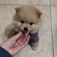 Spitz di pomerania mini toy