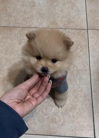 Spitz di pomerania mini toy