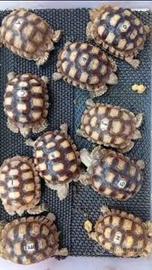 Sulcata Baby