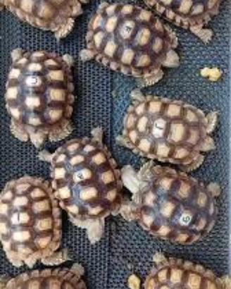 Sulcata Baby