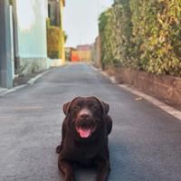 Labrador Cioccolato per monta