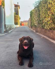 Labrador Cioccolato per monta