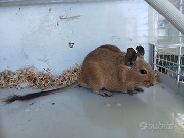 Degu scoiattolo del Cile criceto