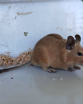 Degu scoiattolo del Cile criceto