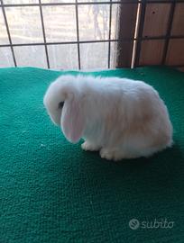 Conigli ariete nano
